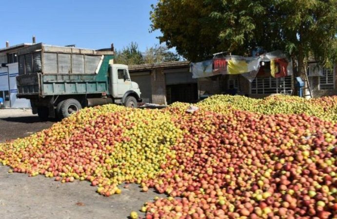 ۳۷ هزار تن سیب صنعتی از باغداران آذربایجان غربی خریداری شد ۳۷ هزار تن سیب صنعتی از باغداران آذربایجان غربی خریداری شد