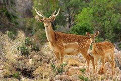 سرشماری پستانداران پارک ملی دریاچه ارومیه آغاز شد