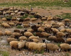آذربایجان غربی جزء ۱۰ استان برتر کشور در جمعیت دامی است