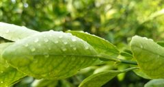 بارندگی‌ها در آذربایجان غربی ادامه دارد