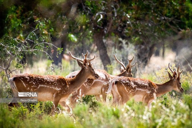 جهش ۲۴۲ درصدی اعتبارات محیط‌زیست آذربایجان‌غربی با پیگیری استاندار