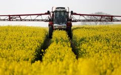 بیش از ۳۷ هزار تن گندم و کلزا از کشاورزان آذربایجان غربی خریداری شد