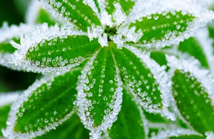 دمای هوای آذربایجان غربی کاهش می یابد/ پیش بینی احتمال خسارت سرما به بخش کشاورزی دمای هوای آذربایجان غربی کاهش می یابد/ پیش بینی احتمال خسارت سرما به بخش کشاورزی