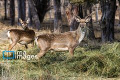 زندگی در پارک ملی دریاچه ارومیه جریان دارد/حیات‌وحش در شرایط پایدار زیستی