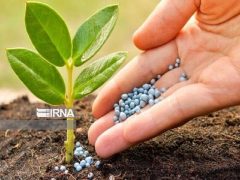 ۲۵ هزار تن کود شیمیایی بین زارعان آذربایجان غربی توزیع شد