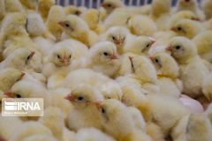 جوجه‌ریزی در مرغداری‌های آذربایجان‌غربی ۸.۴ درصد افزایش یافت