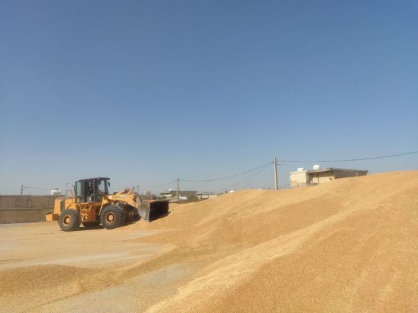 پیش‌بینی خرید ۸۹۰ هزار تن گندم و جو از کشاورزان آذربایجان غربی