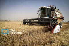 آذربایجان‌غربی آماده برداشت ۷۰۰ هزار تن گندم است