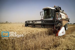 آذربایجان‌غربی آماده برداشت ۷۰۰ هزار تن گندم است