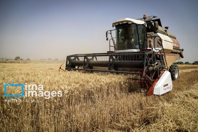 آذربایجان‌غربی آماده برداشت ۷۰۰ هزار تن گندم است