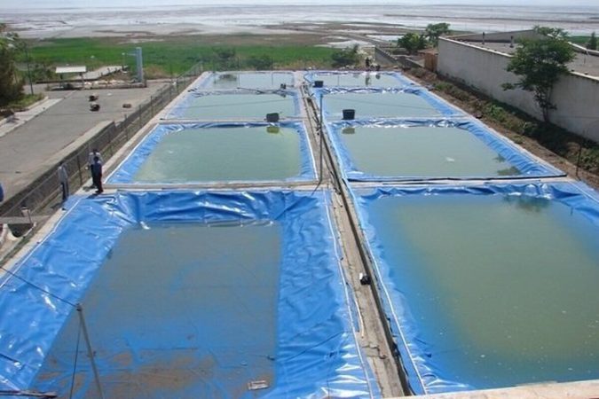 فرصتی که خاک می‌خورد؛ پرورش آرتمیا پشت درهای بسته محیط زیست