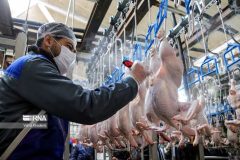 هشدار سازمان جهاد کشاورزی؛ کشتارگاه‌های کم‌کار در آذربایجان‌غربی تعزیراتی می‌شوند