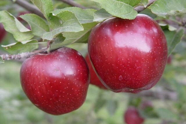 رفع تعهد ارزی از سیب در افزایش صادرات این محصول کارگشا است