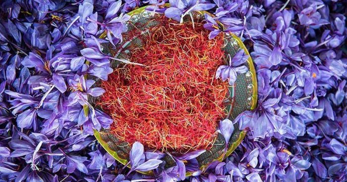 برداشت زعفران از مزارع آذربایجان غربی آغاز شد